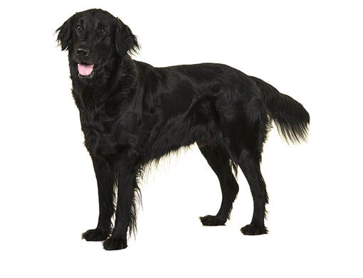 Flat coated retriever breeders near me best sale